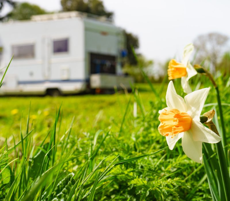 Yellow spring daffodil flower and camper vehicle camping on nature in the distance. Caravan trip.